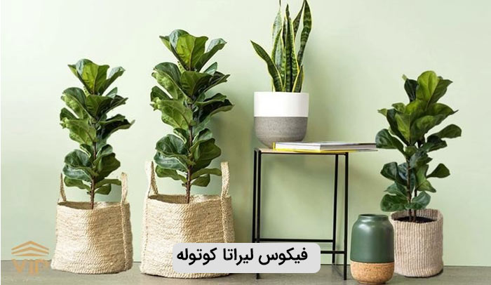 فیکوس لیراتا کوتوله