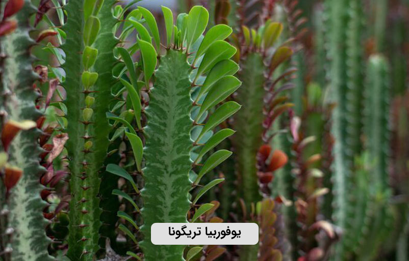 یوفوربیا تریگونا