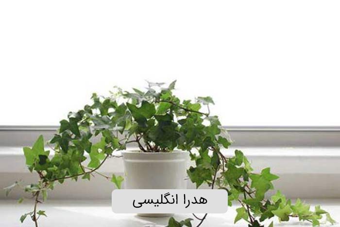 هدرا انگلیسی